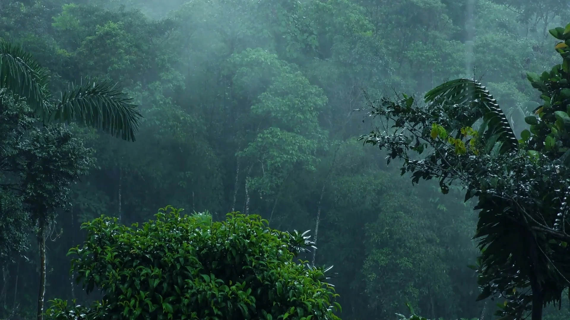 calm relaxing：【白噪音，雨聲】森林公路深處的雨，白噪音，超舒服的雨聲，讓人放鬆和入睡