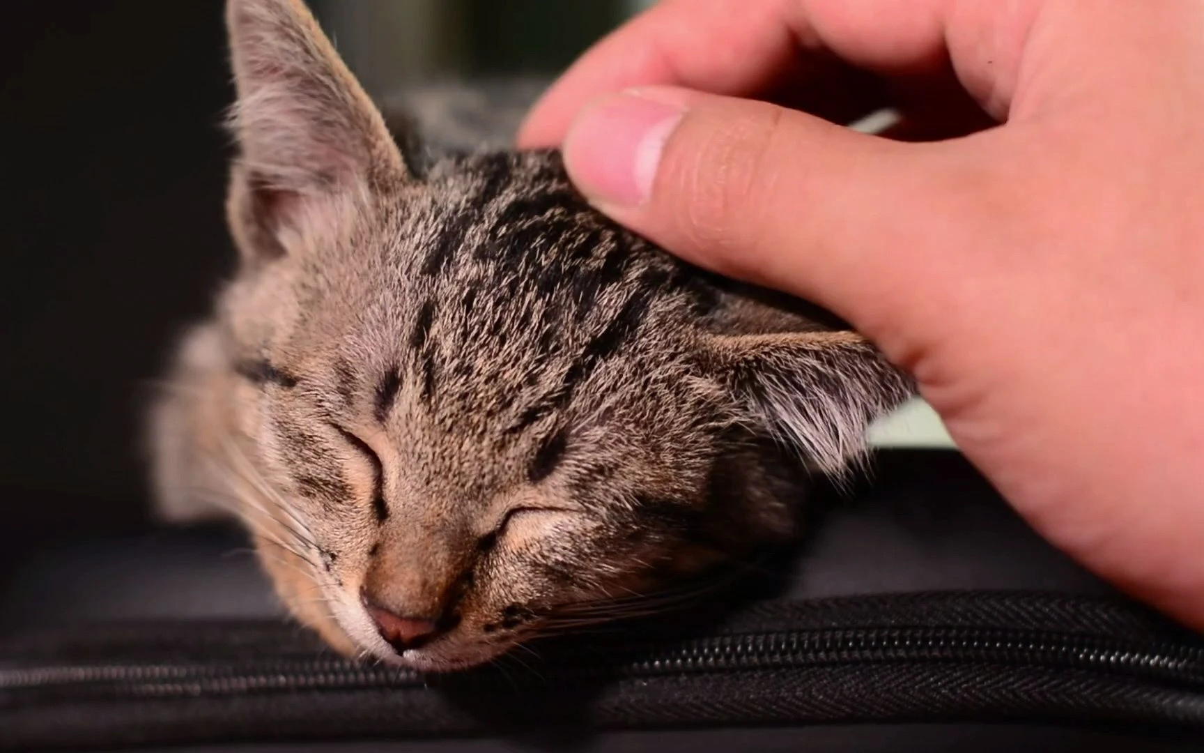 【椰~助眠】猫猫暴力吃猫条加私货（dddd）