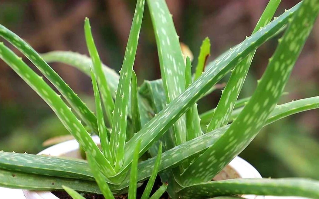 【椰~助眠】芦荟胶rua耳 干净又卫生